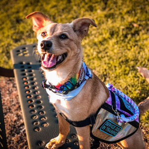 Meet your Posher, Jasmine